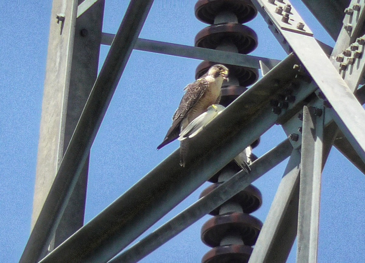 Peregrine Falcon - Sayib Khaliq