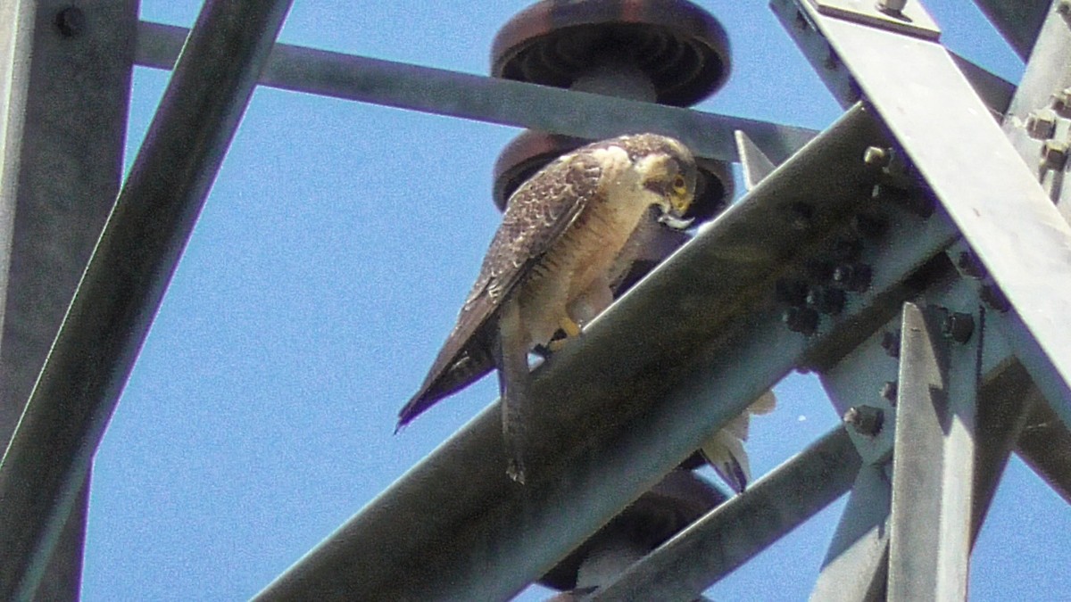 Peregrine Falcon - ML346424861