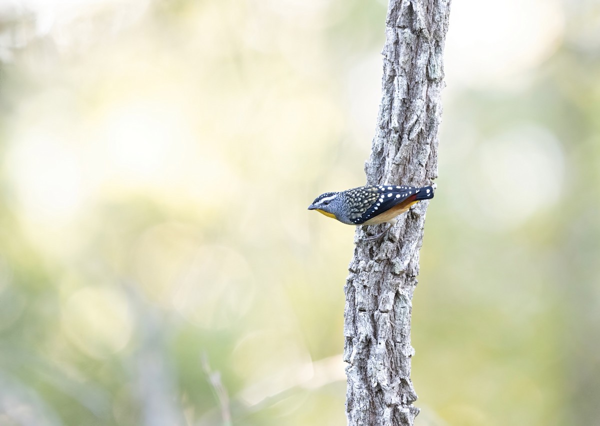 Spotted Pardalote - ML346424971