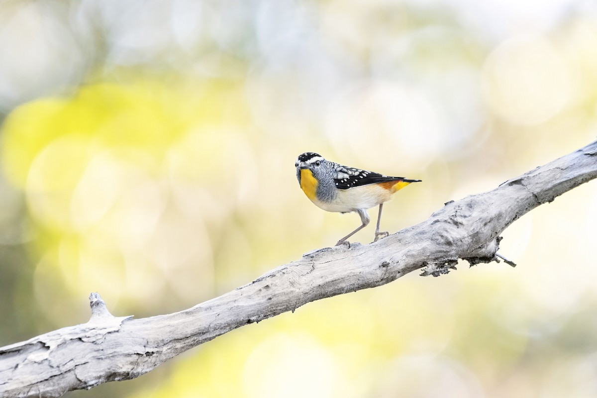 Spotted Pardalote - ML346424981