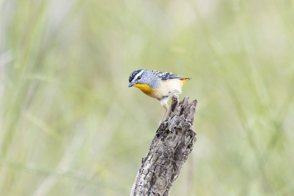 Spotted Pardalote - Bella Gray