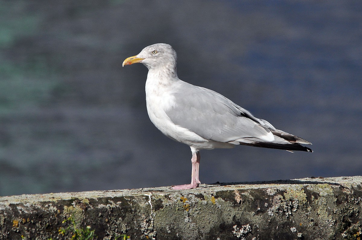 Herring Gull (European) - ML346425521