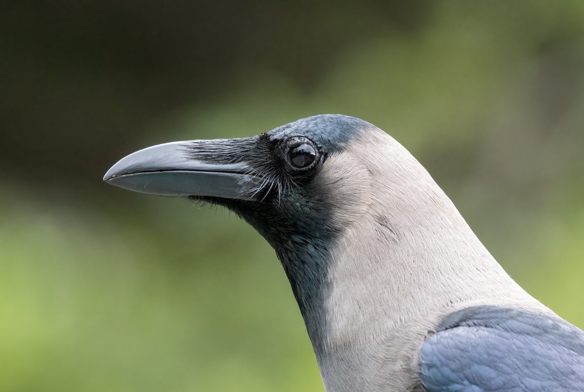 House Crow - ML346427601