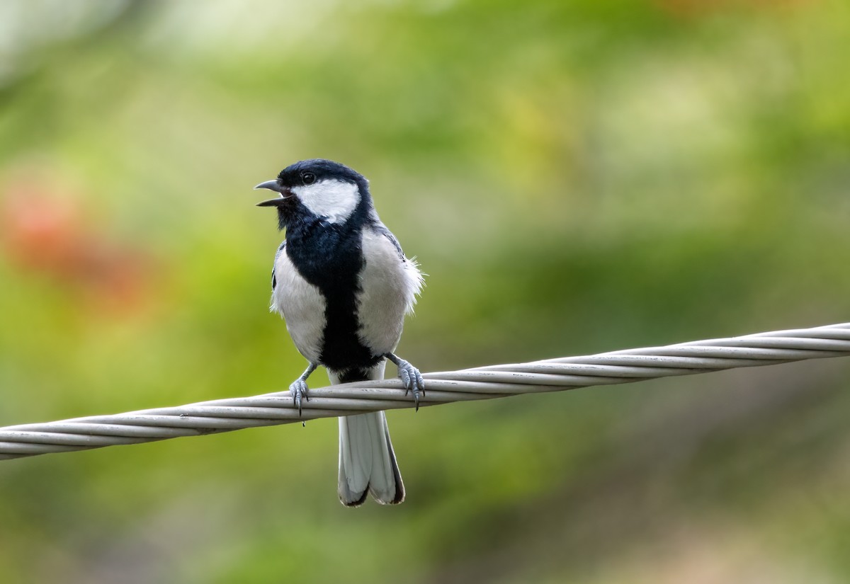 Asian Tit (Cinereous) - Kalpesh Krishna