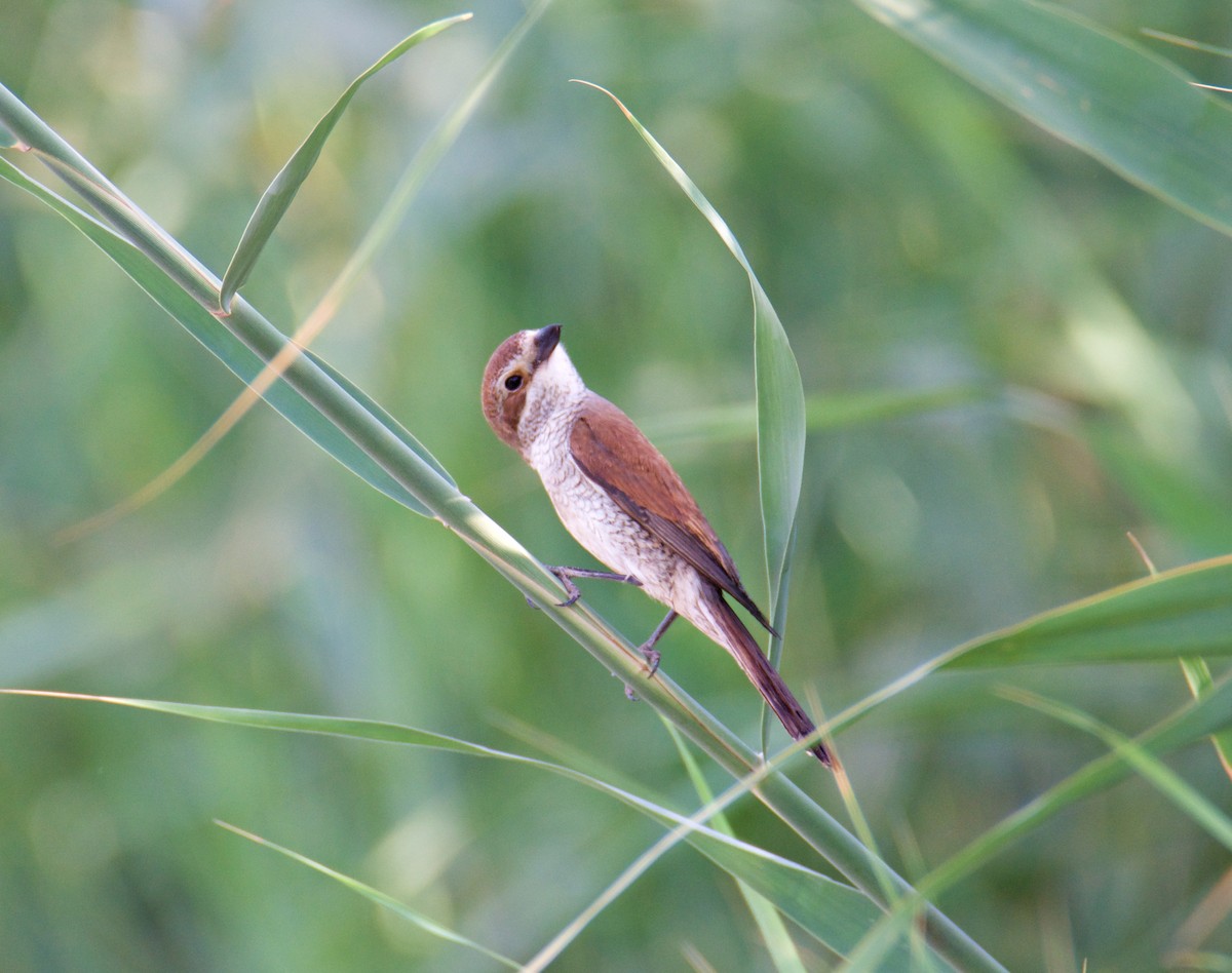 Red-backed Shrike - ML346430211