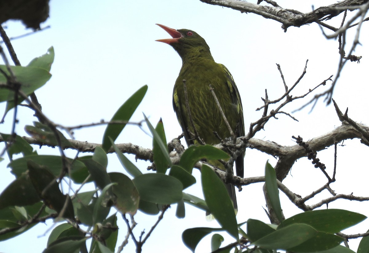 Green Oriole - ML346432611