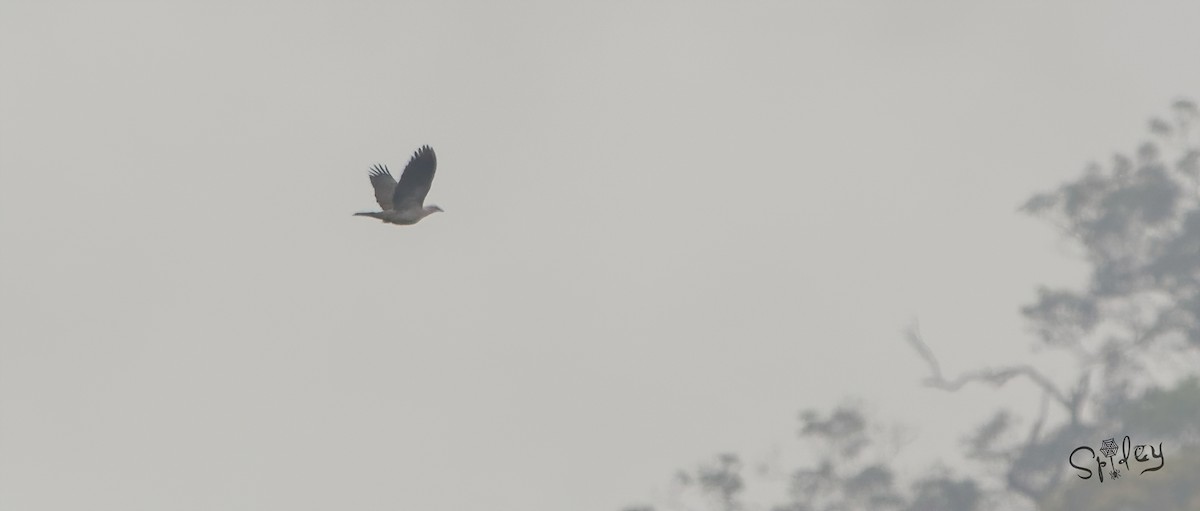 Mountain Imperial-Pigeon - ML346433491