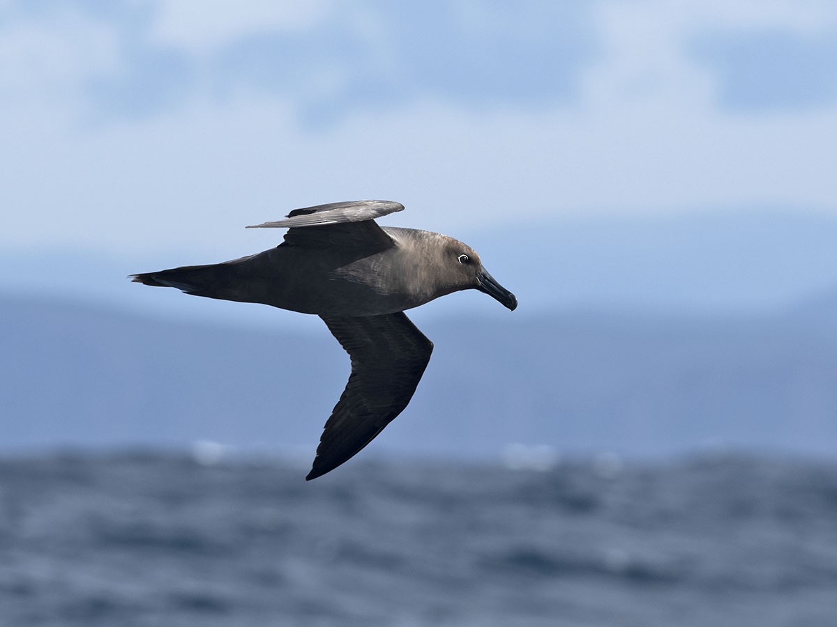 Sooty Albatross - ML346433631