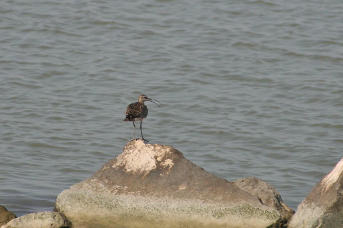 チュウシャクシギ（phaeopus） - ML34643371