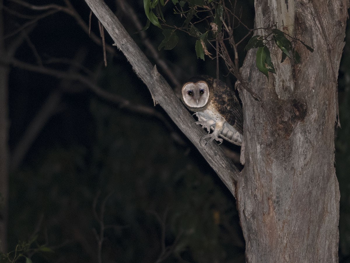 Australian Masked-Owl - ML346434601