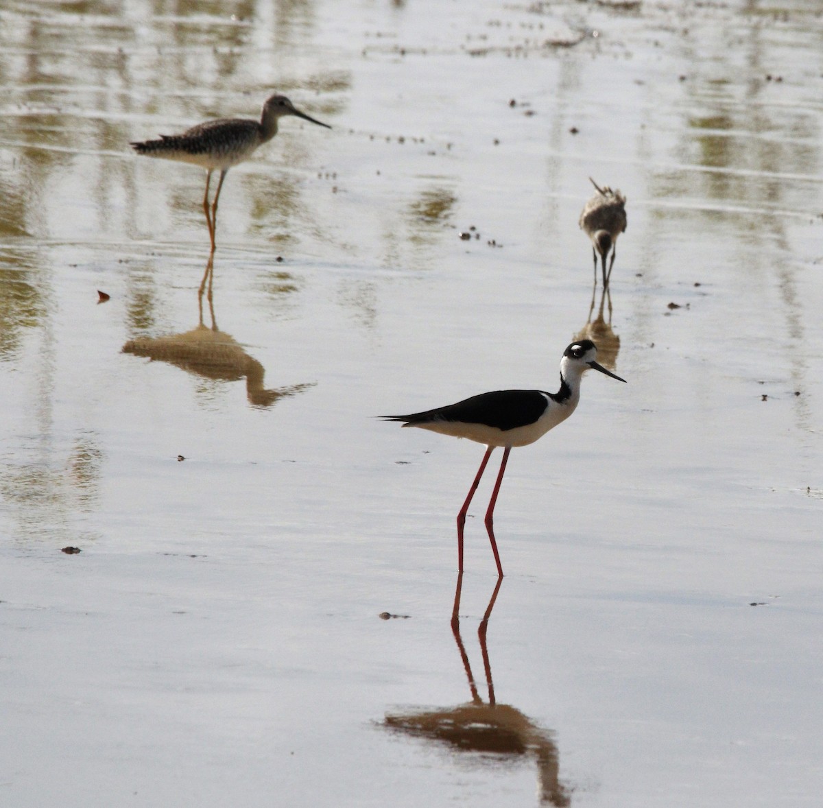 Black-necked Stilt - ML346436681