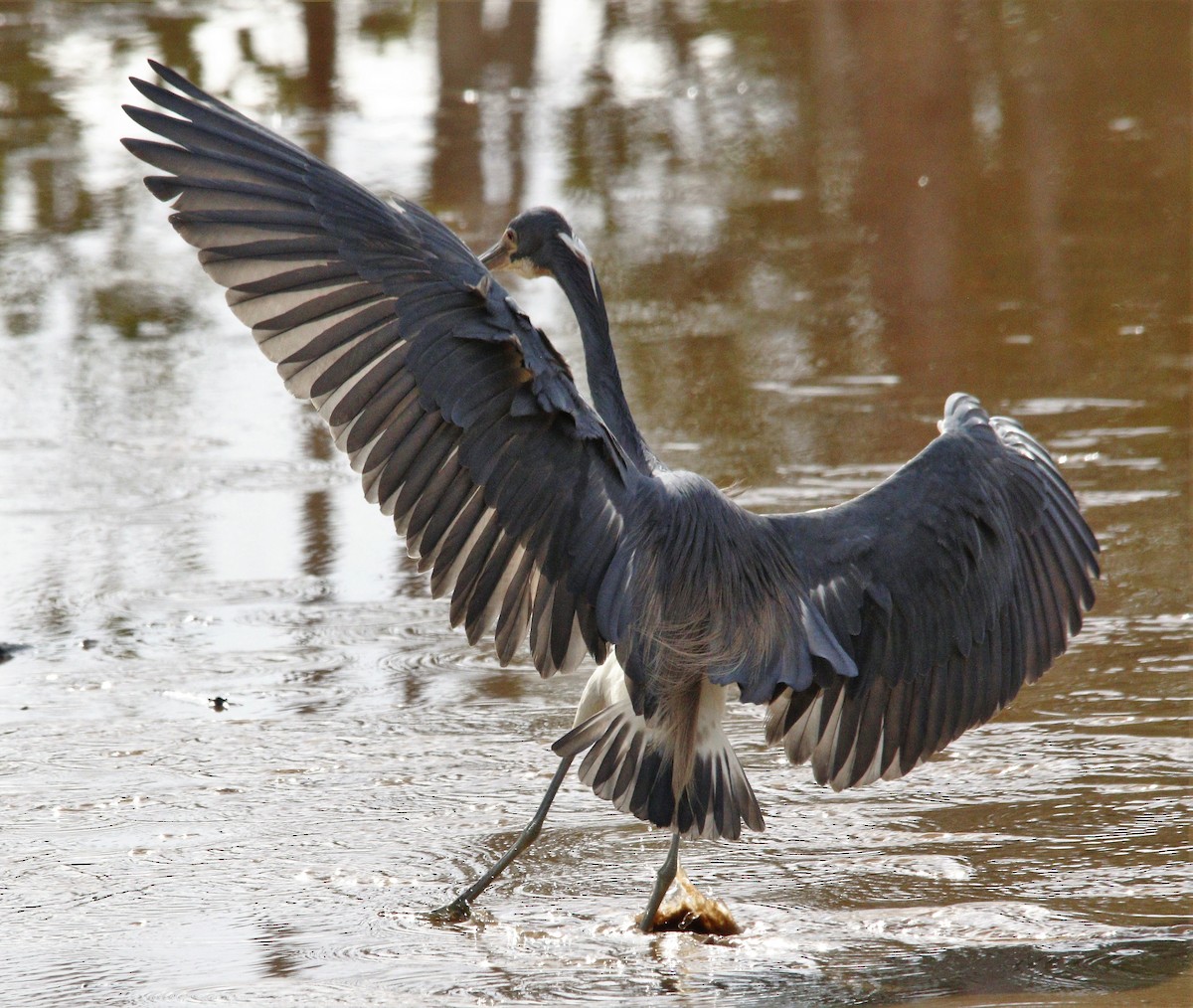 Tricolored Heron - ML346436861