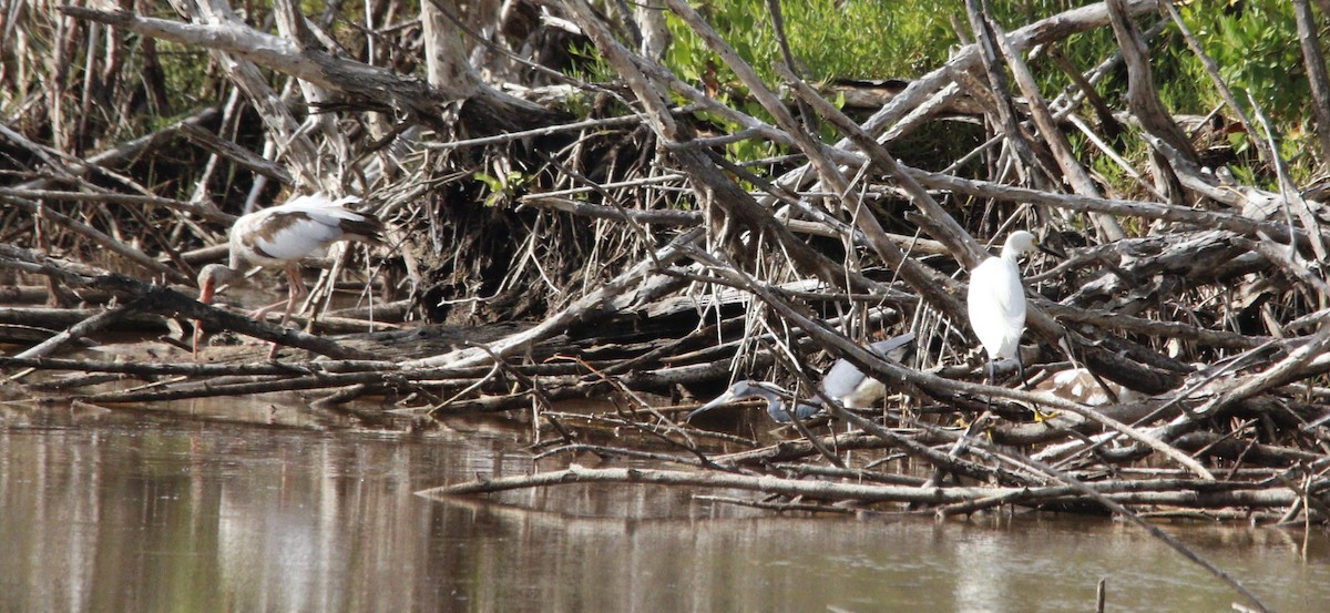 Snowy Egret - ML346437361