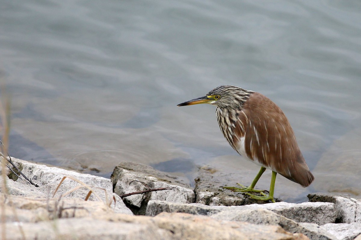 Chinese Pond-Heron - ML346437501