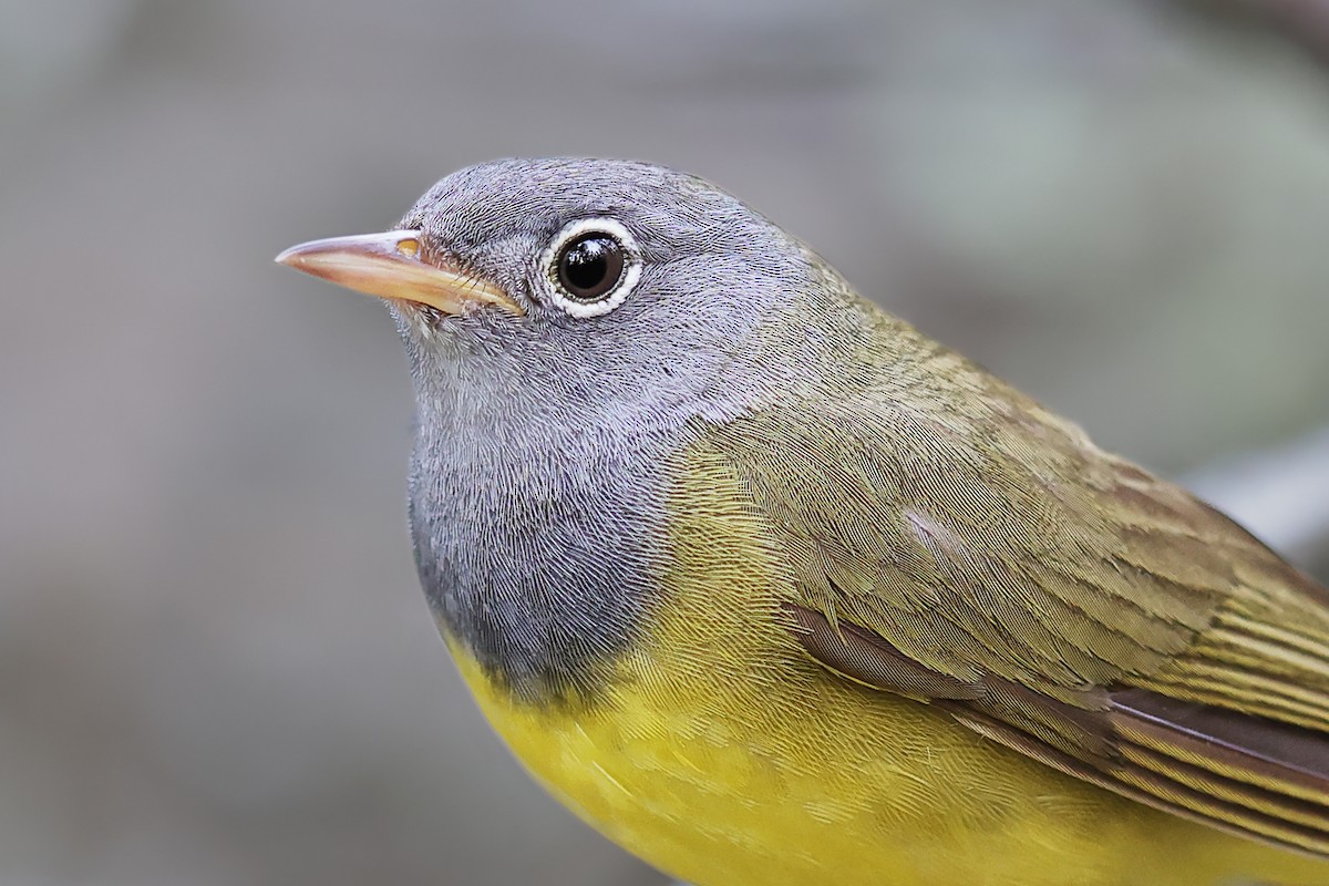 Connecticut Warbler - ML346440391