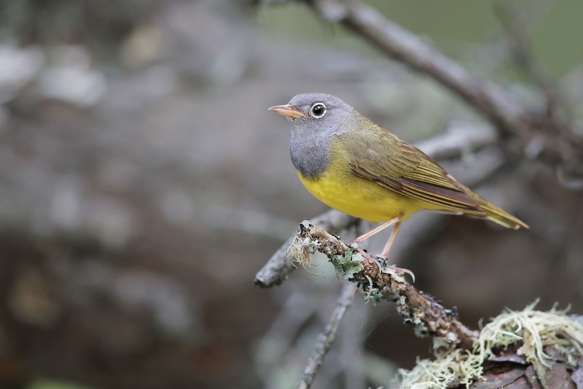 Connecticut Warbler - ML346440441