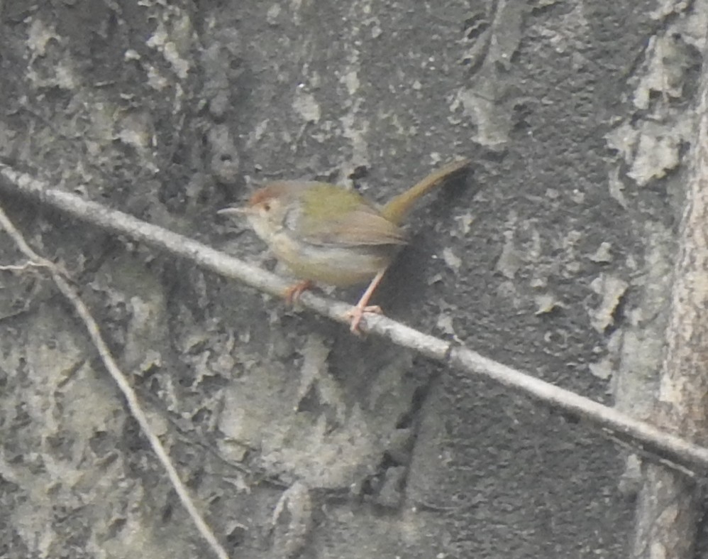 tailorbird sp. - ML346441481