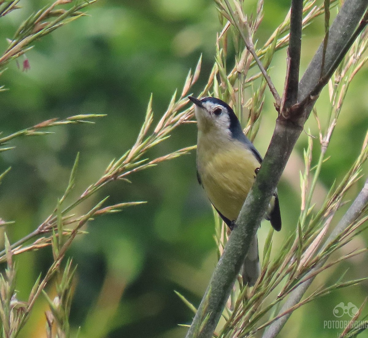 Creamy-bellied Gnatcatcher - ML346443491