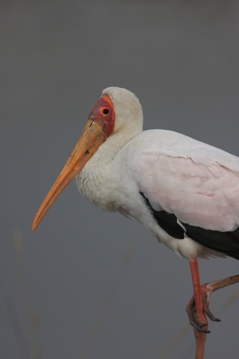 Yellow-billed Stork - ML346443901