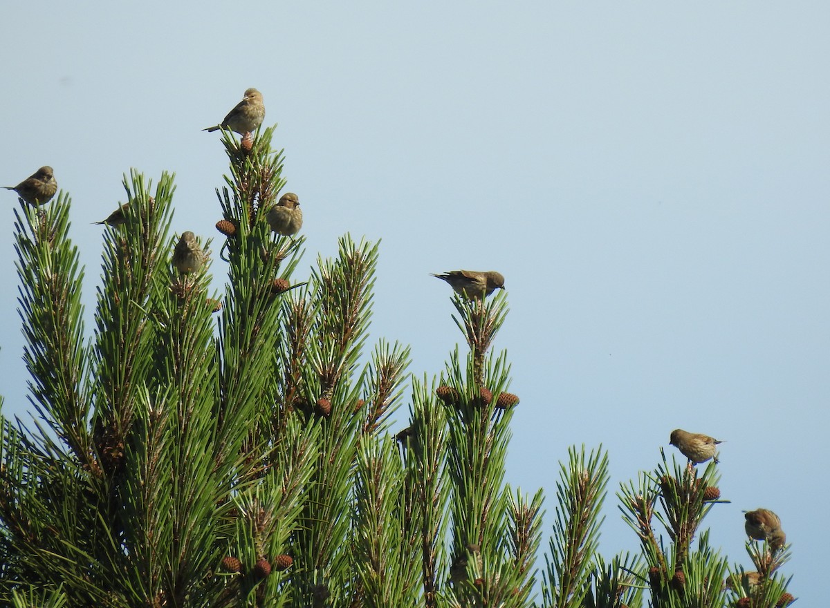 Eurasian Linnet - ML346444021