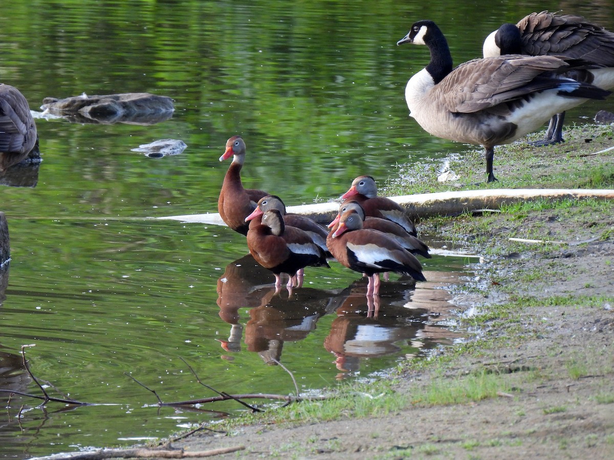 Black-bellied Whistling-Duck - Brian Tinker