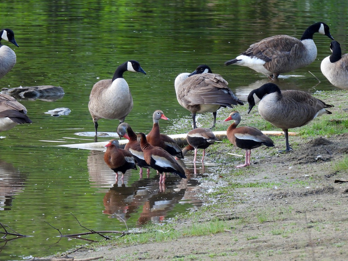 Dendrocygne à ventre noir - ML346444611