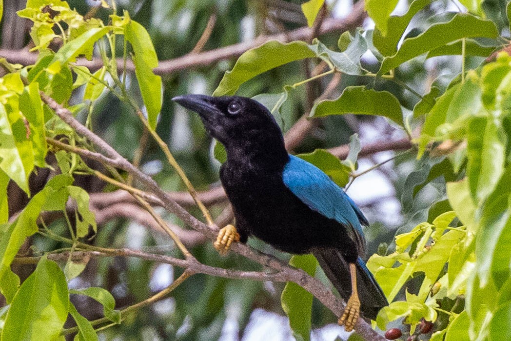 Yucatan Jay - ML346445161