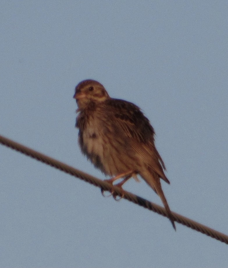 Vesper Sparrow - ML346445371