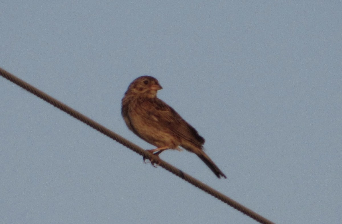Vesper Sparrow - ML346445411