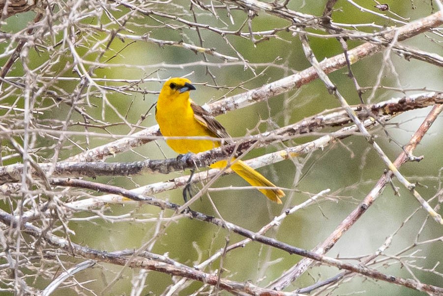 Hooded Oriole - ML346445501