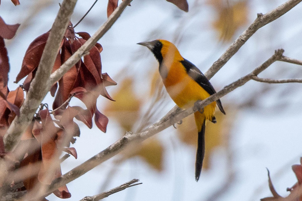 Hooded Oriole - ML346445511