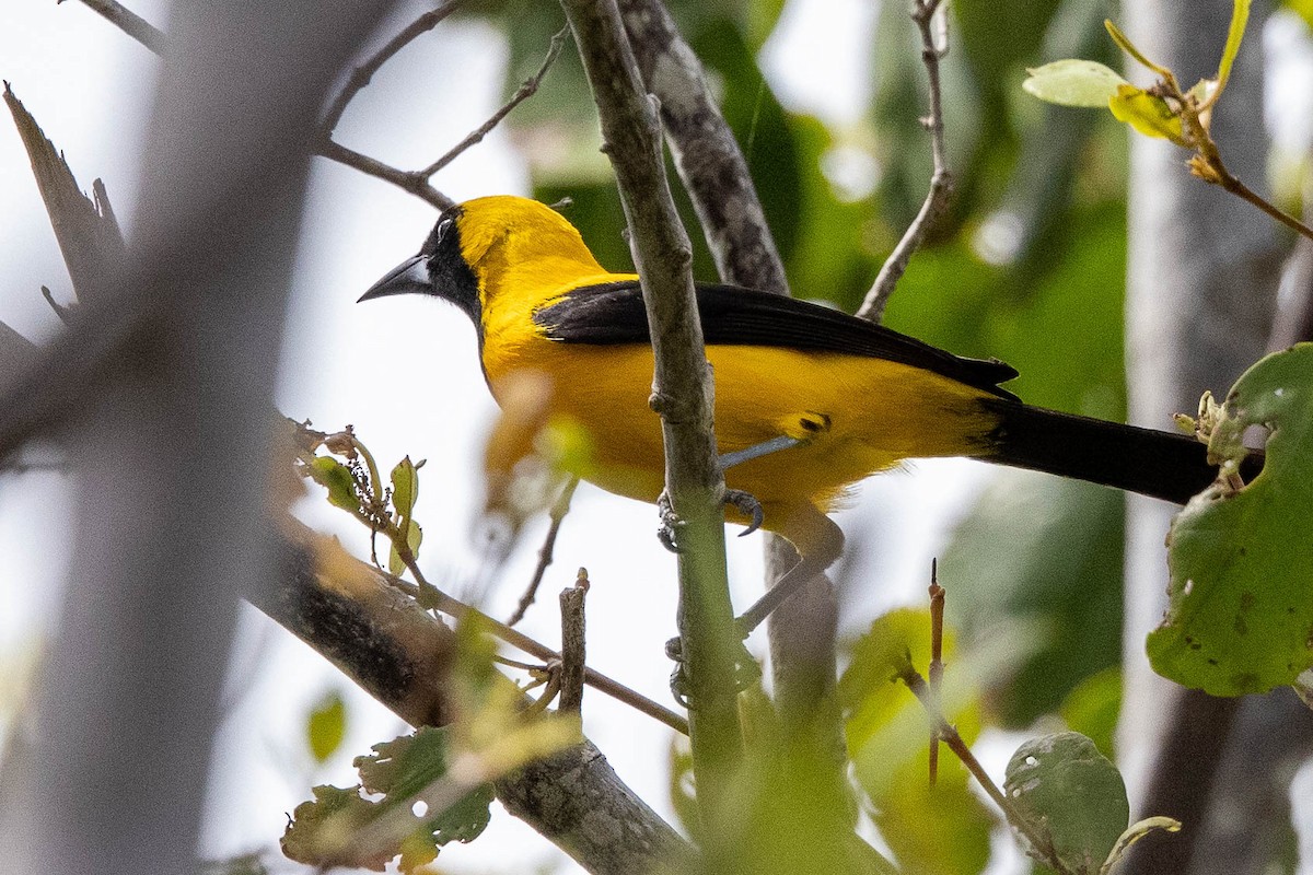 Yellow-backed Oriole - ML346445751