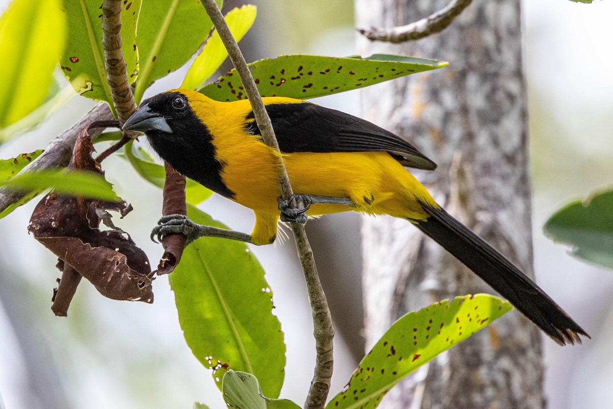 Yellow-backed Oriole - ML346445781