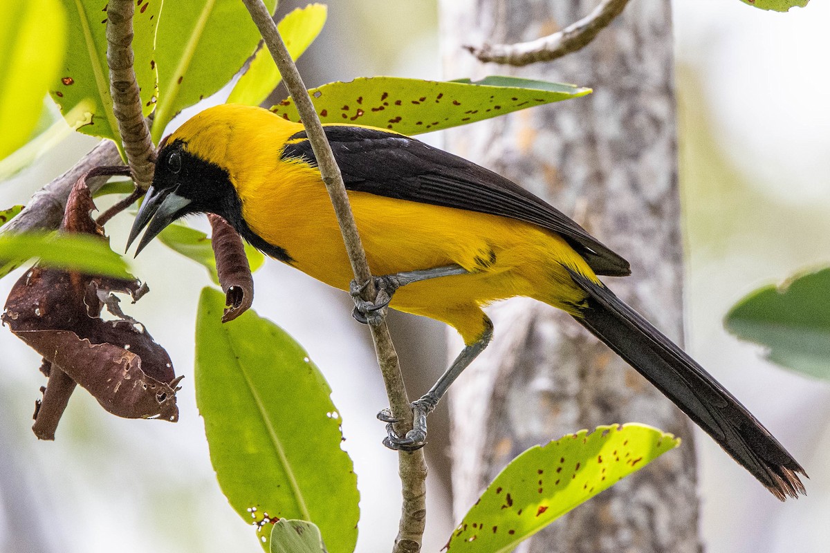 Yellow-backed Oriole - ML346445811
