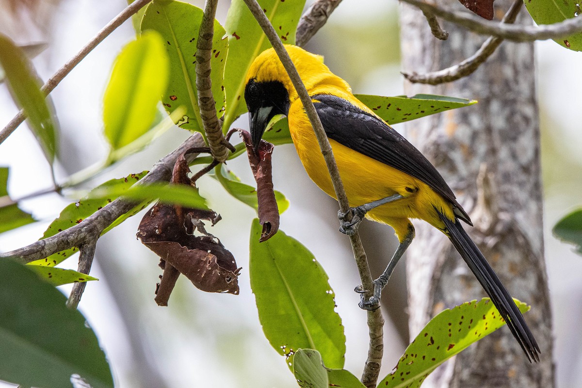 Yellow-backed Oriole - ML346445821
