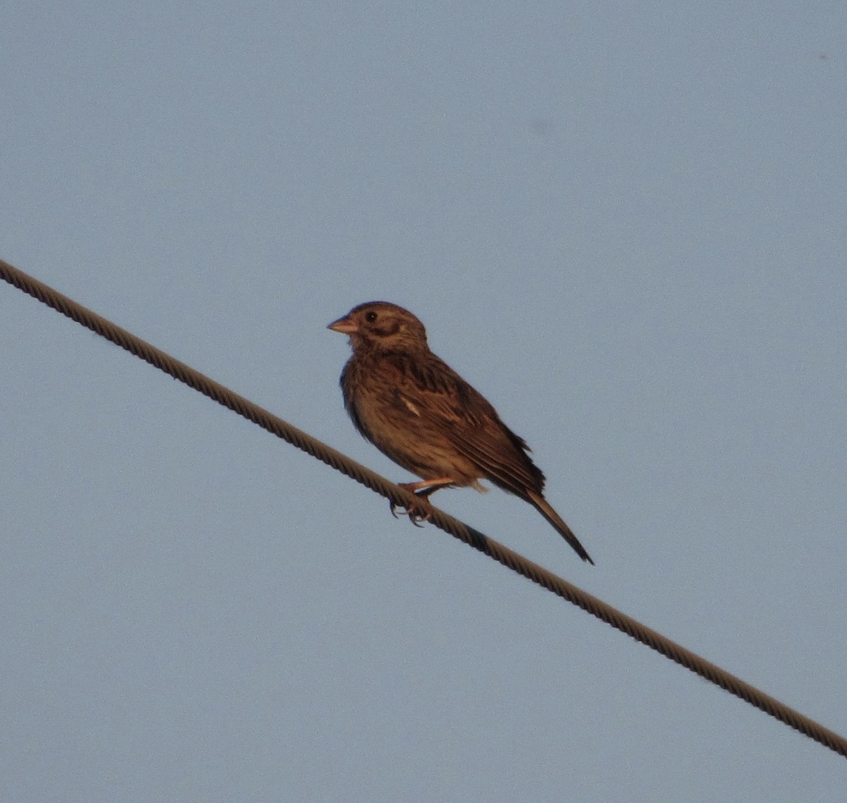 Vesper Sparrow - ML346446821