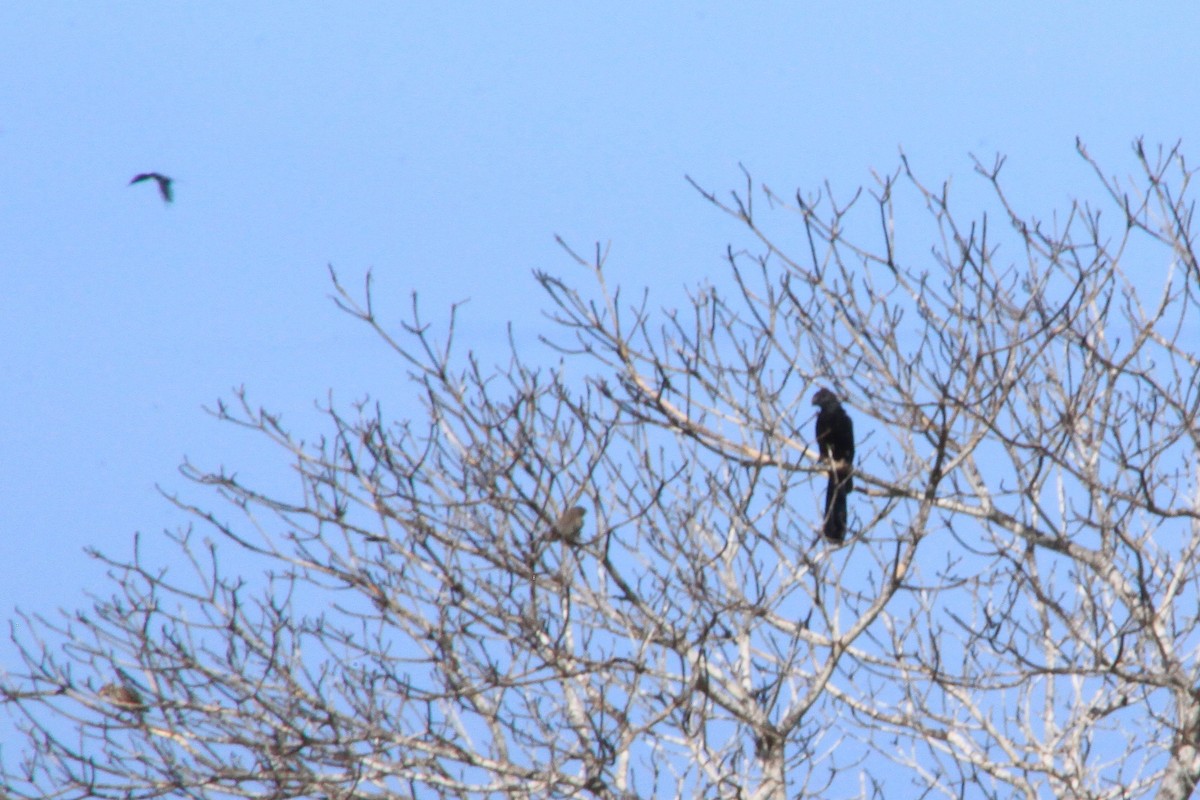 Smooth-billed Ani - ML346447461