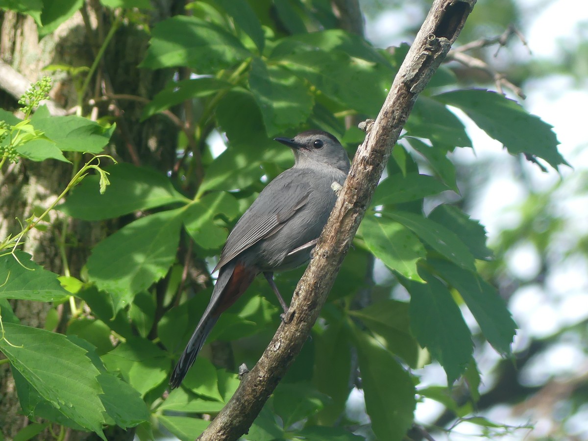 Gray Catbird - ML346448201
