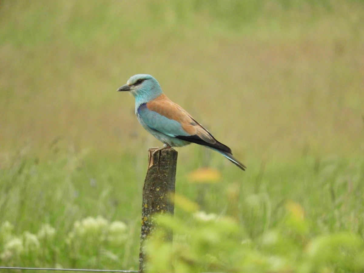 European Roller - ML346449161