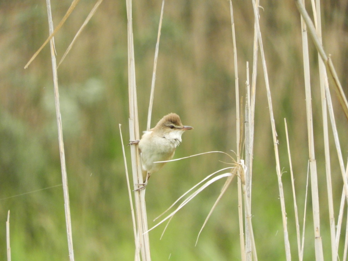 Great Reed Warbler - ML346449631