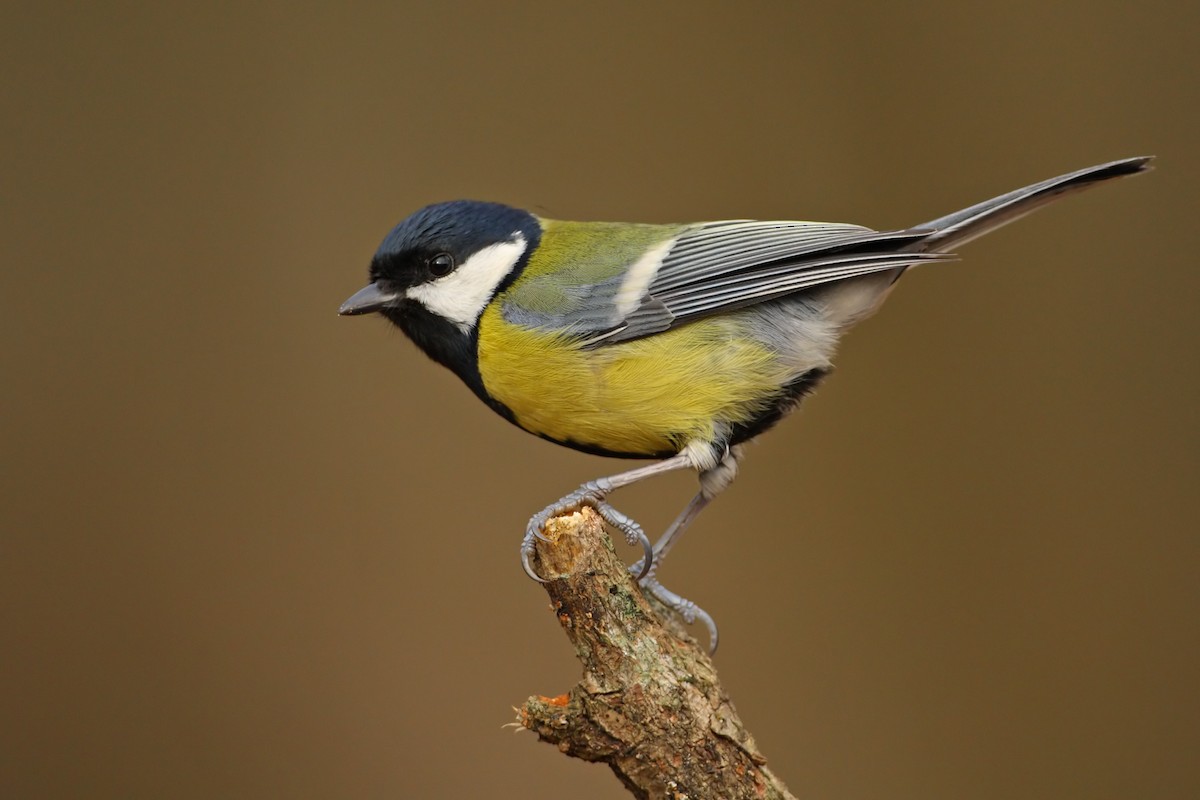 Great Tit - Volkan Donbaloglu