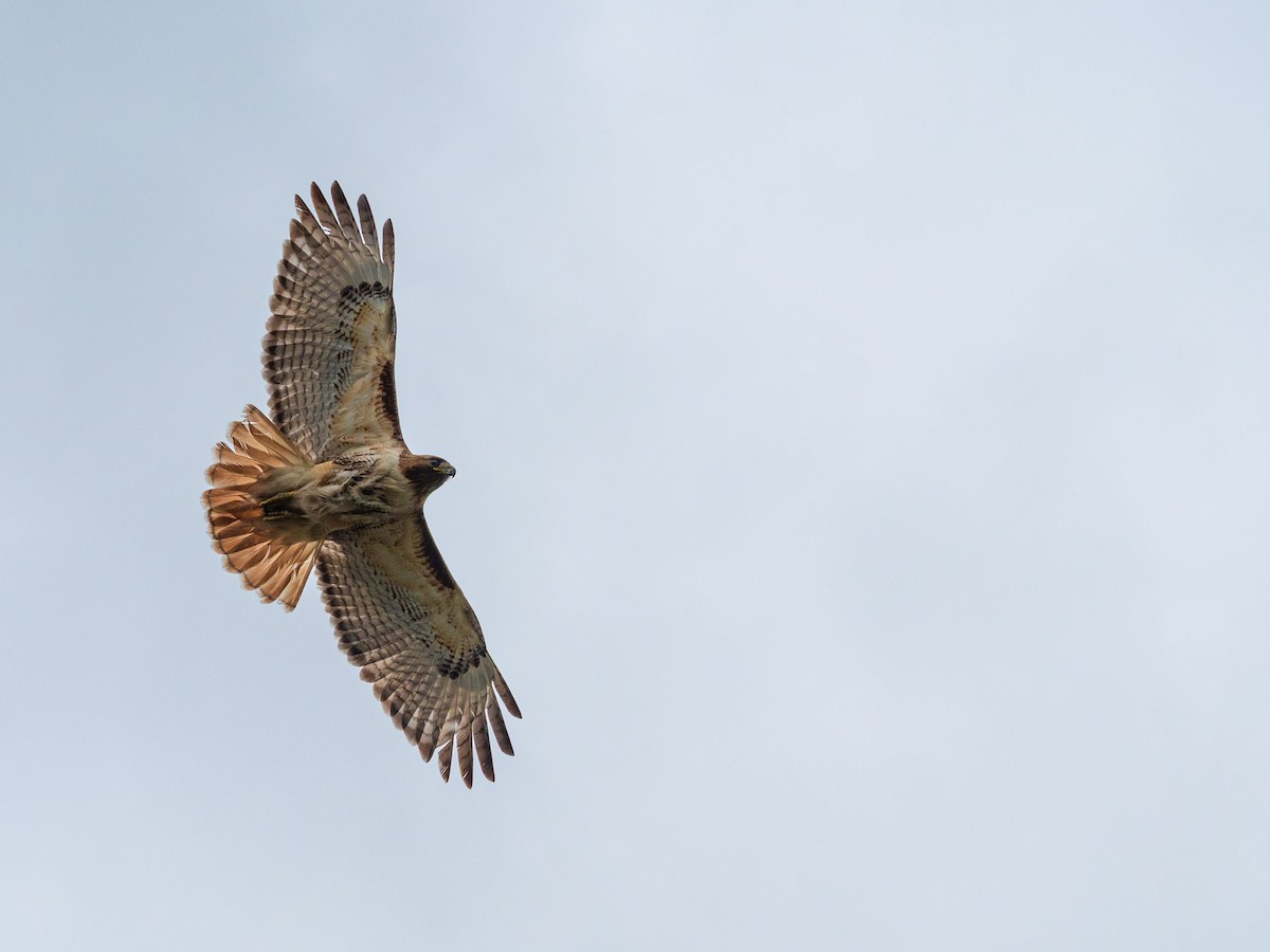 Red-tailed Hawk - Nick Pinchuk