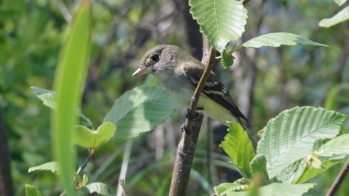 Alder Flycatcher - ML346451781