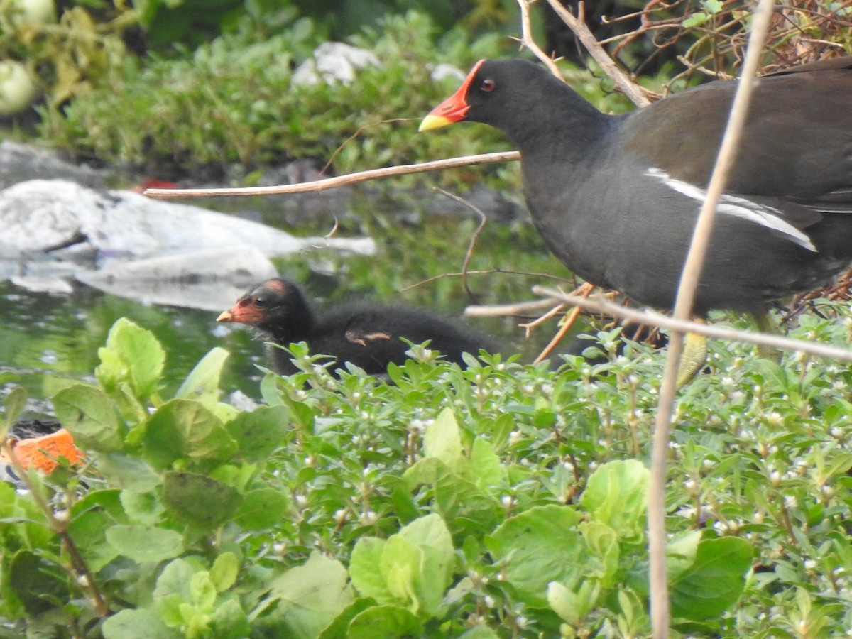 Eurasian Moorhen - KARTHIKEYAN R