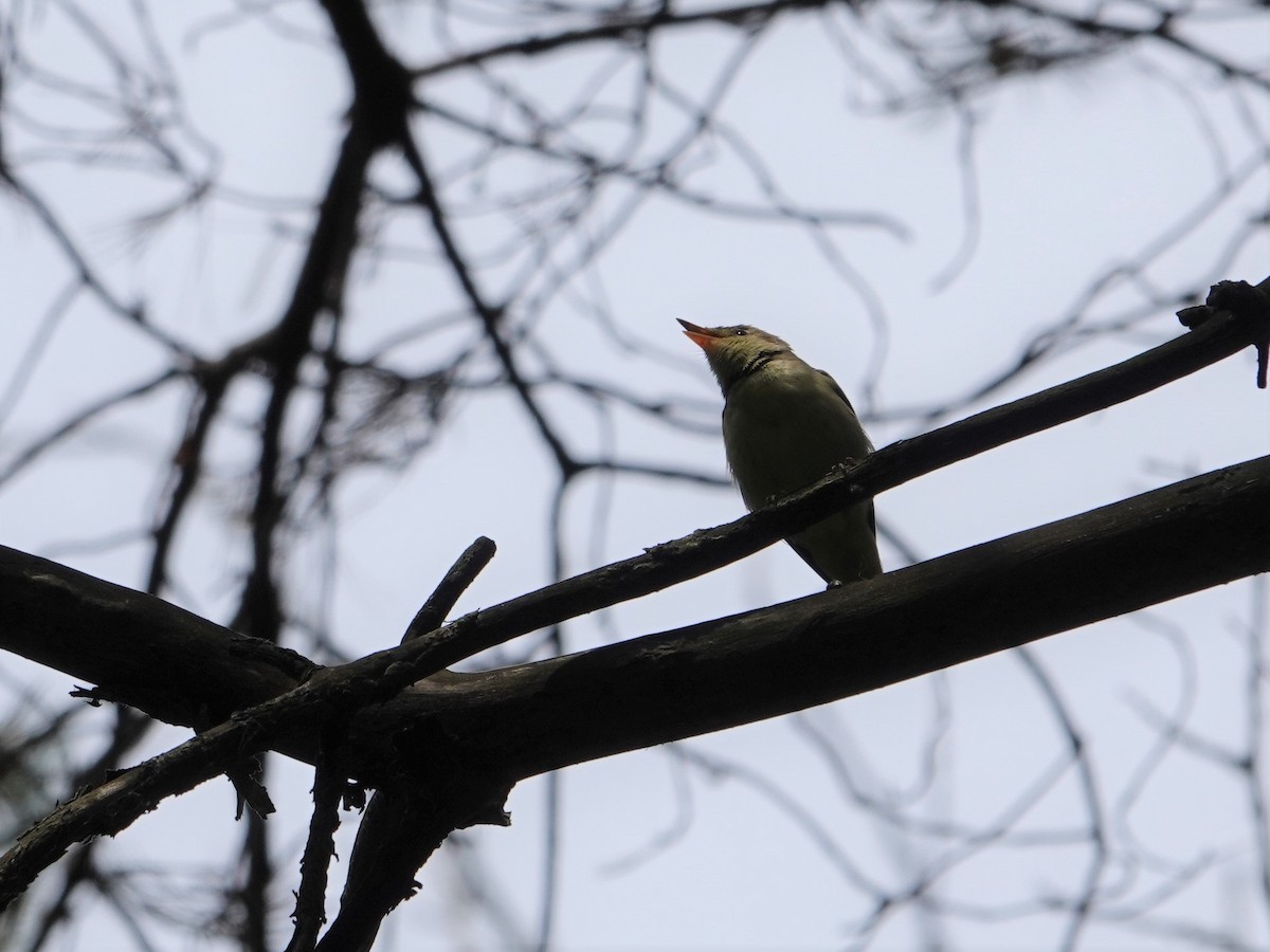 Icterine Warbler - ML346454601