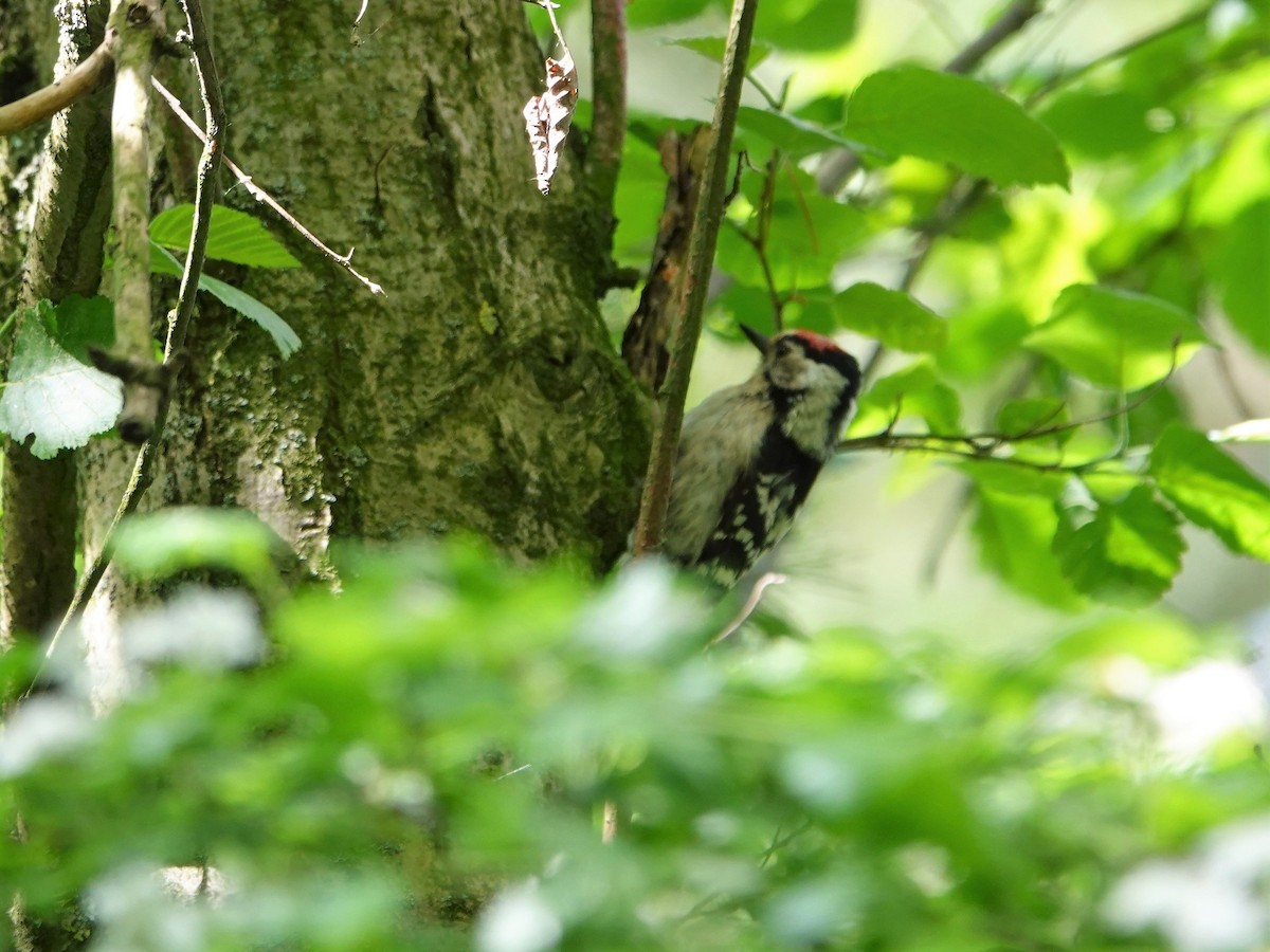 Lesser Spotted Woodpecker - Anna Karp