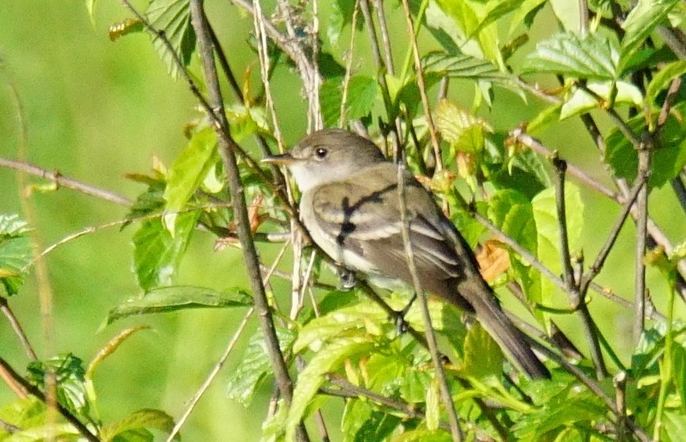 Willow Flycatcher - ML346455441