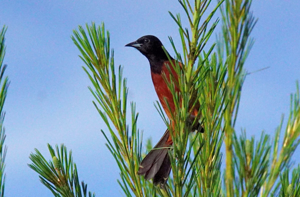 Orchard Oriole - ML346455791