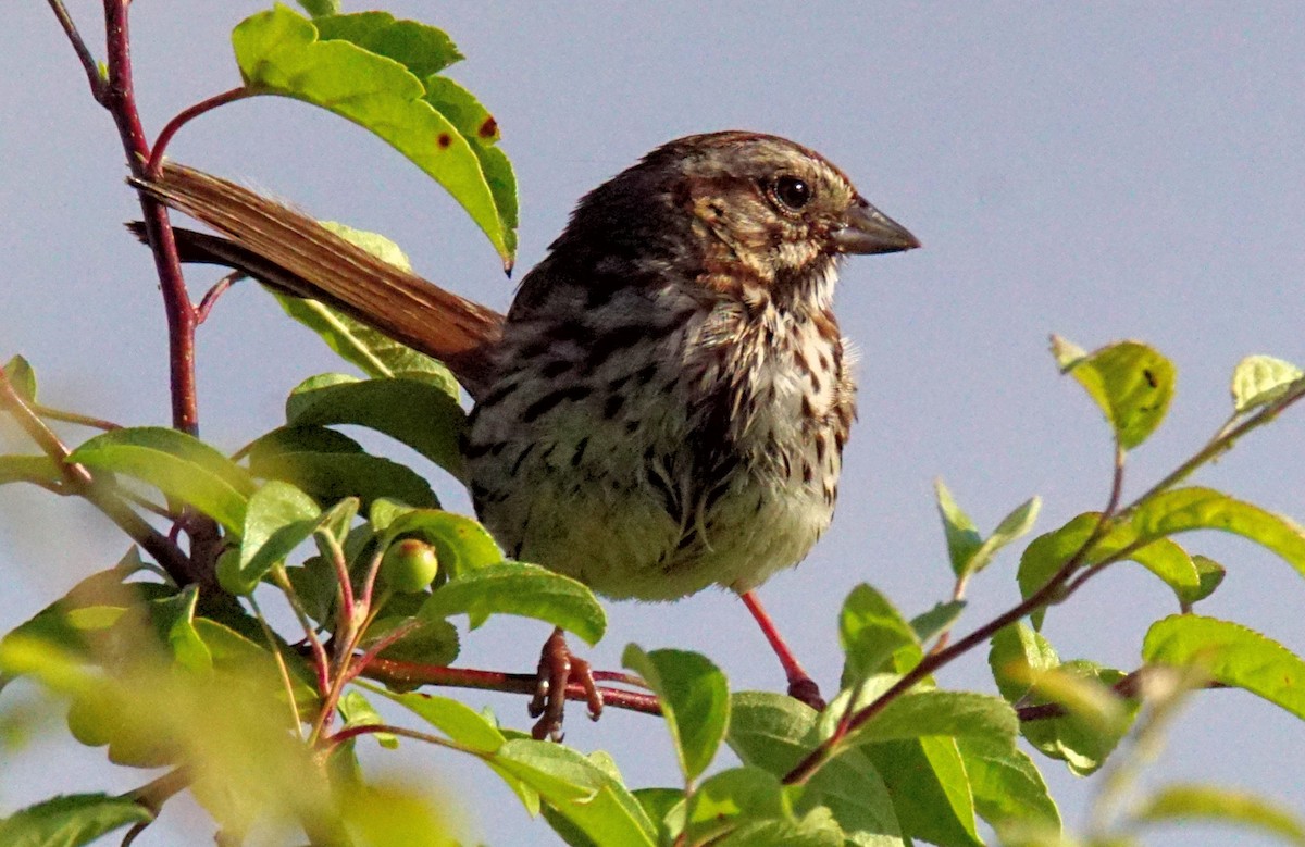 Song Sparrow - Dennis Mersky