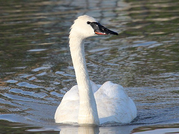 Trumpeter Swan - ML34645791